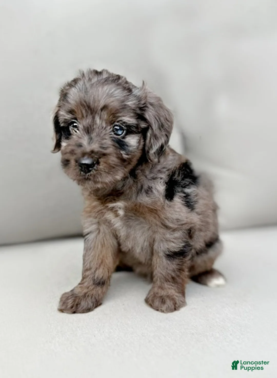 Mini Aussiedoodle dogs for sale: Frankie - Ad 2