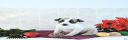 Jack Russell Terrier dogs for sale: Dixie - Ad 7