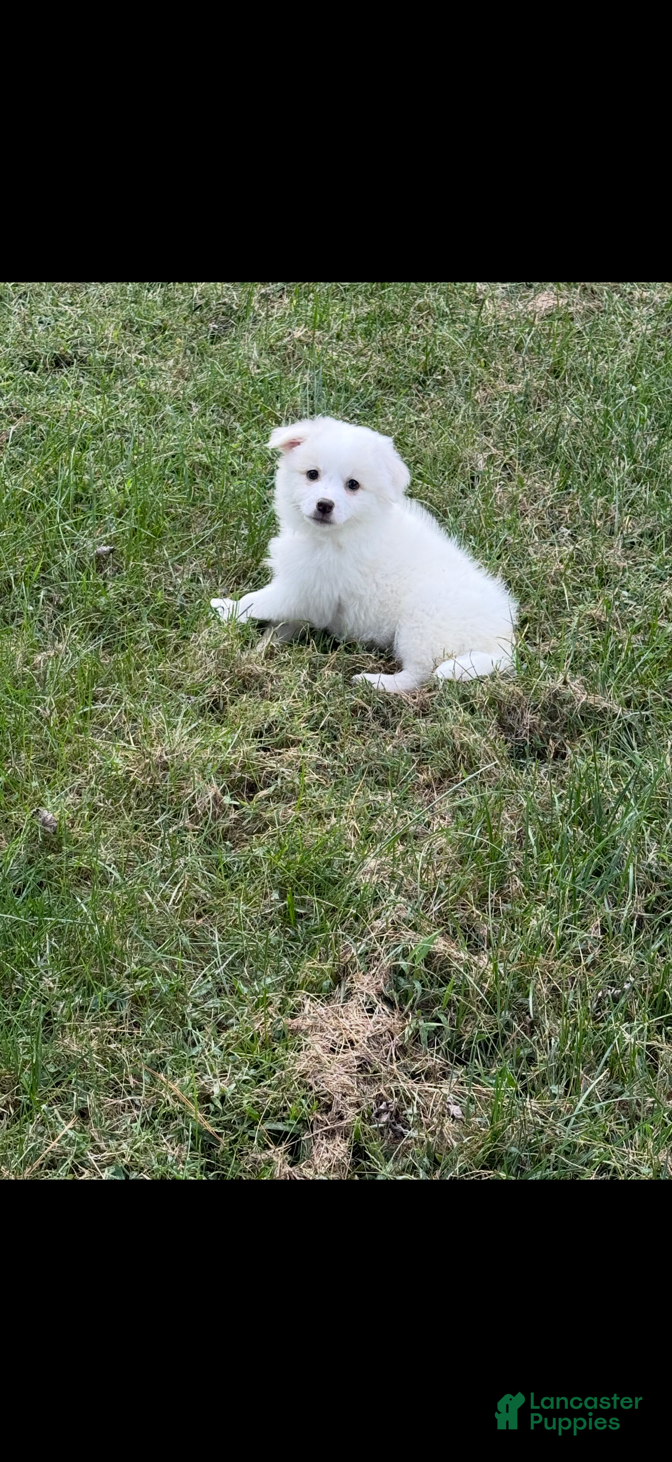 American Eskimo Puppies for sale Lancaster Puppies