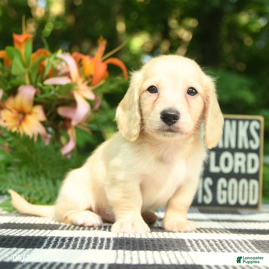 Miniature Dachshund dogs Finn - Ad 2