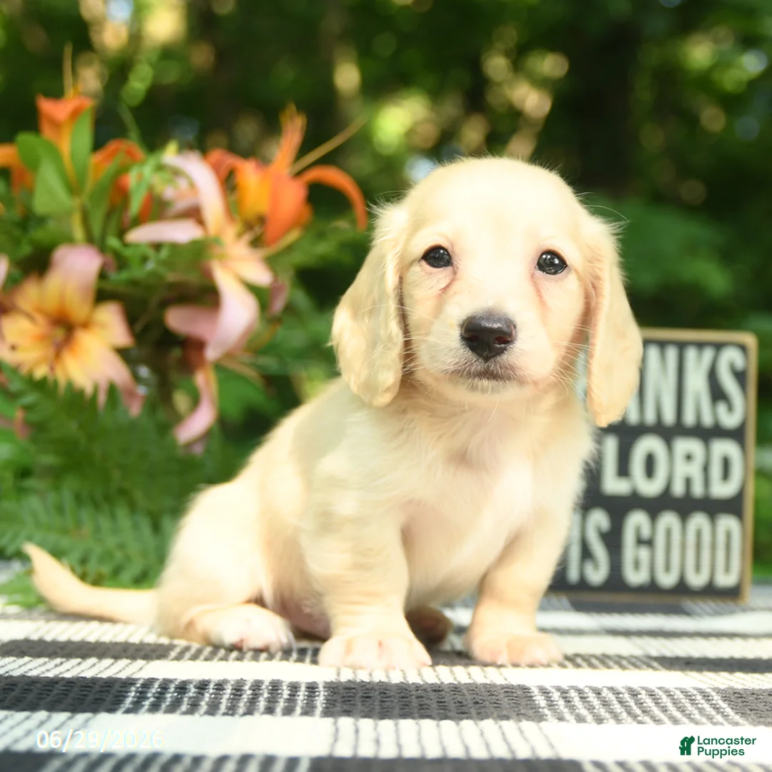 Miniature Dachshund dogs for sale: Finn - Ad 2