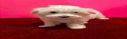 Maltese dogs for sale: Maltese 5 - Ad 3