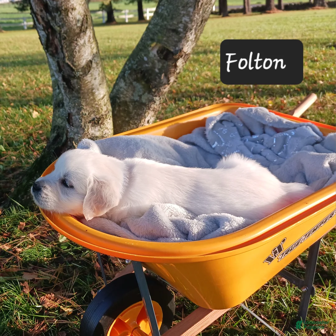 Golden Retriever dogs for sale: Folton  - Ad 2