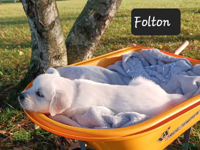 Golden Retriever dogs Folton - Ad 2