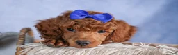 Toy Poodle dogs for sale: Turbo - Ad 12