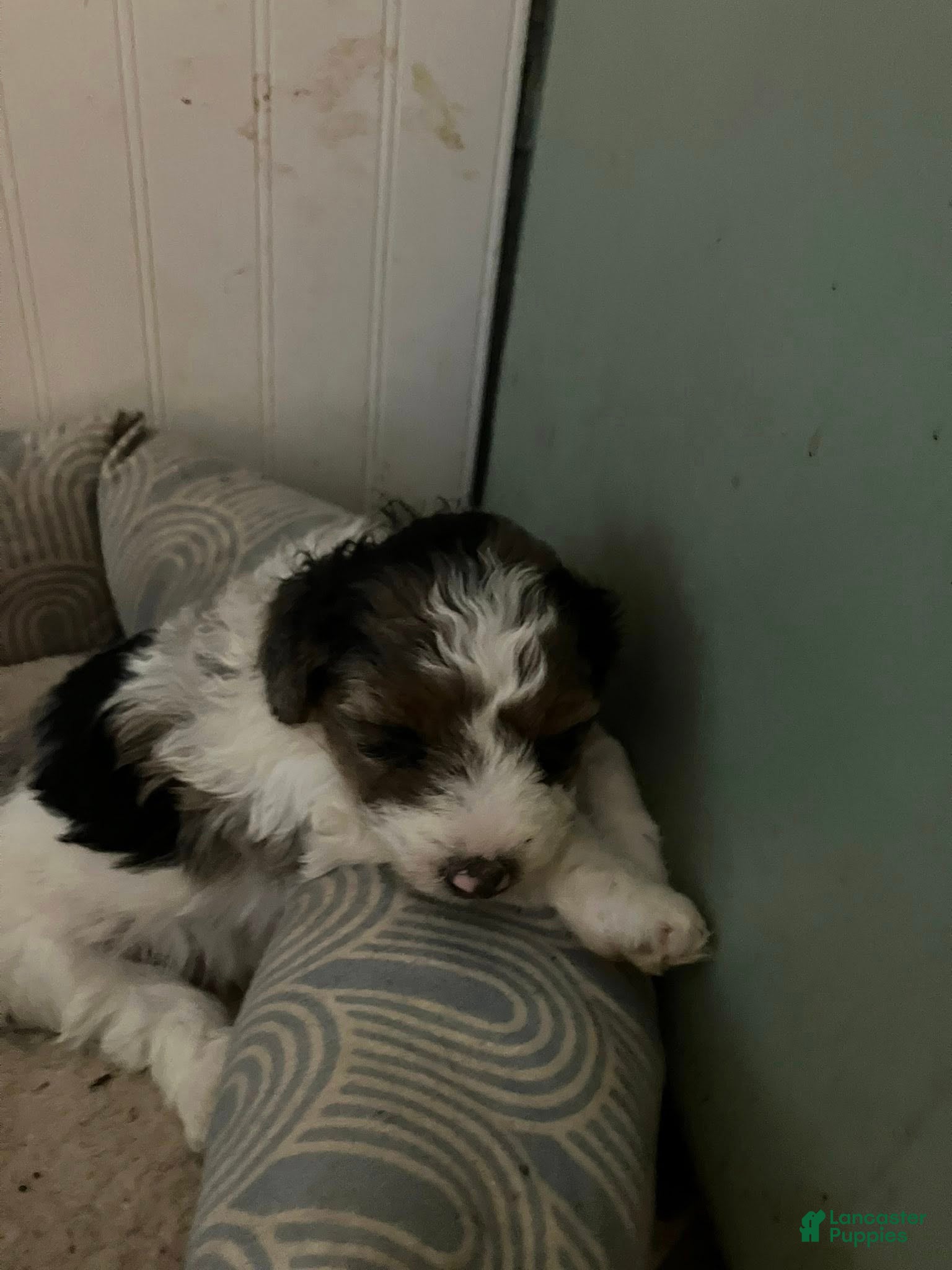 Yorkiepoo dogs Yorkiepoo Puppy 4 - Ad 21