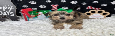 Havanese Puppy 2