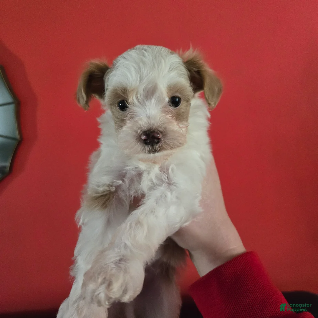 Havapoo dogs for sale: Havapoo Puppy 1 - Ad 1