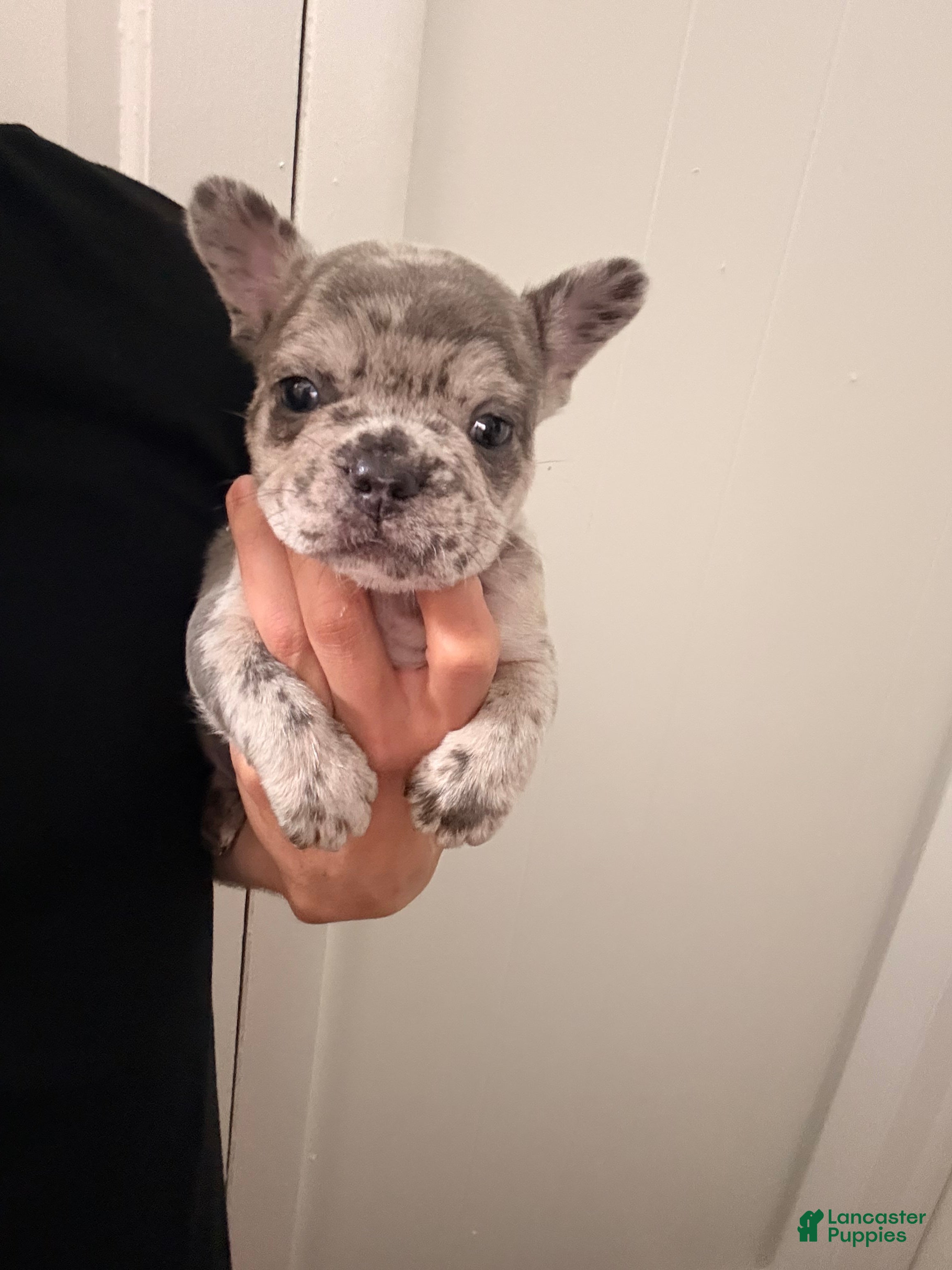 French Bulldog dogs Kristoff - Ad 36