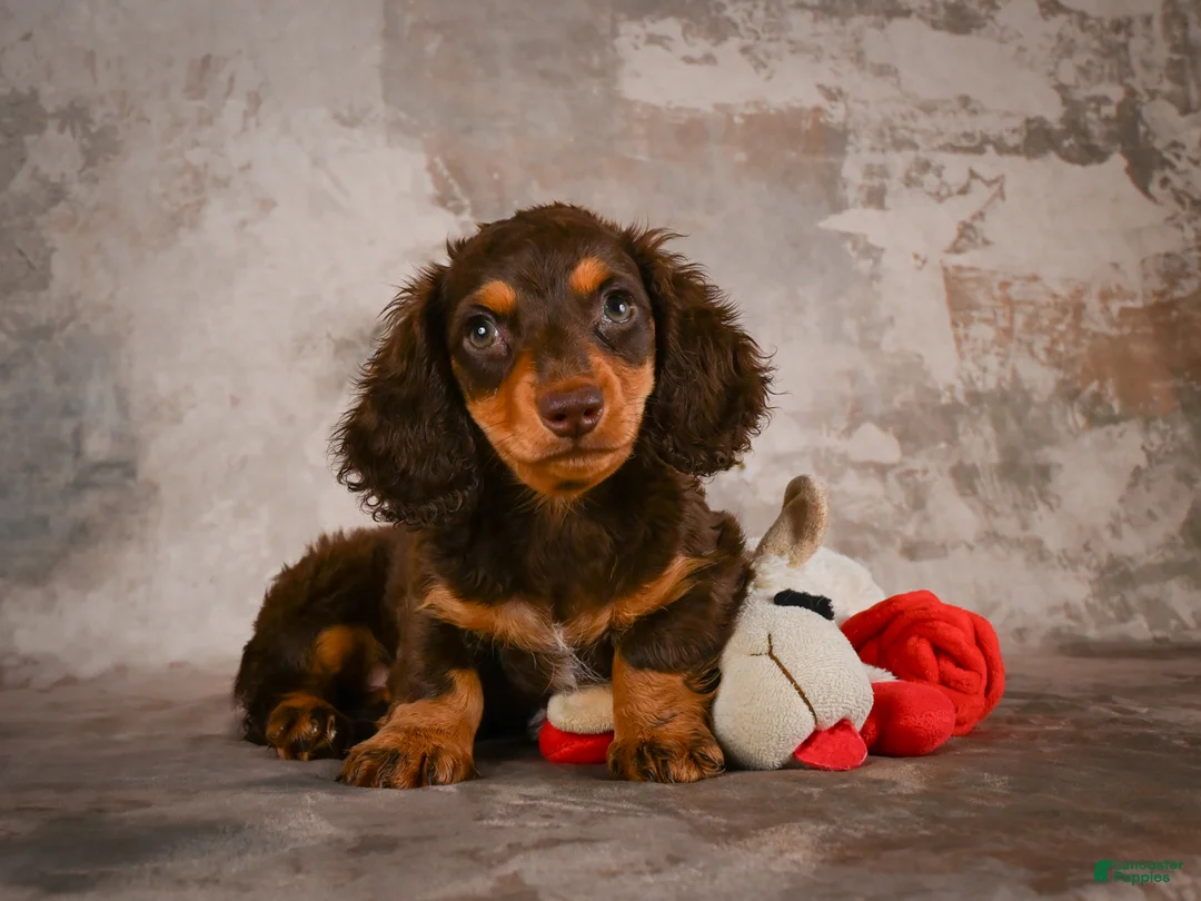 Miniature Dachshund dogs for sale: Sophie - Ad 1