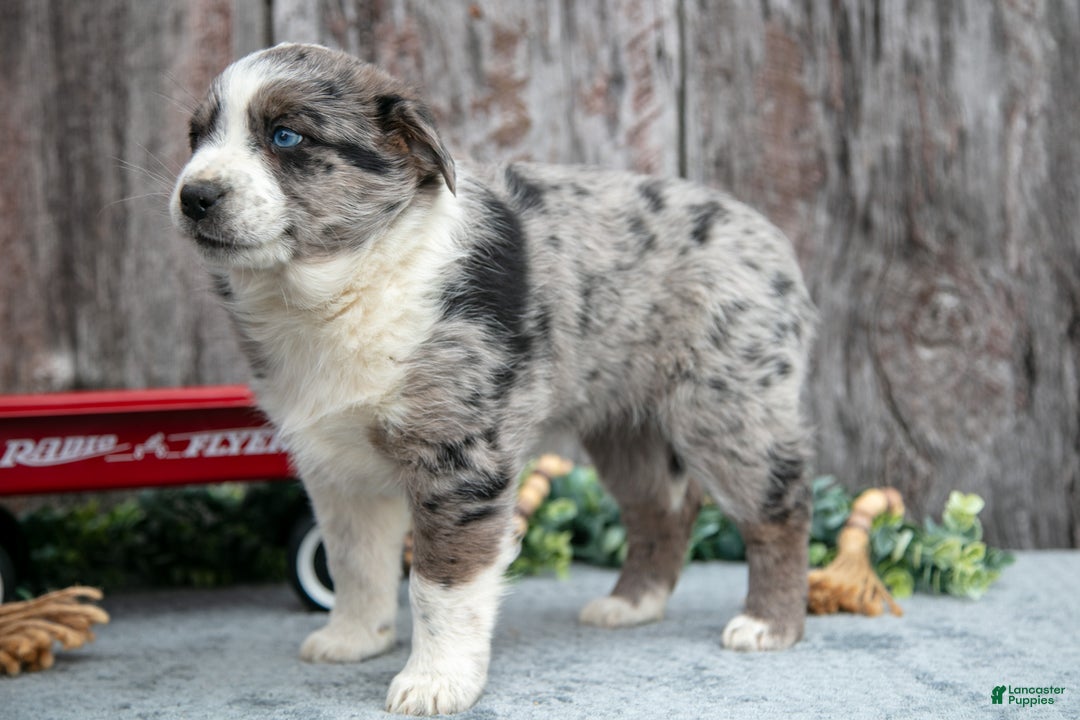 Mixed Breed dogs for sale: Laura - Ad 3