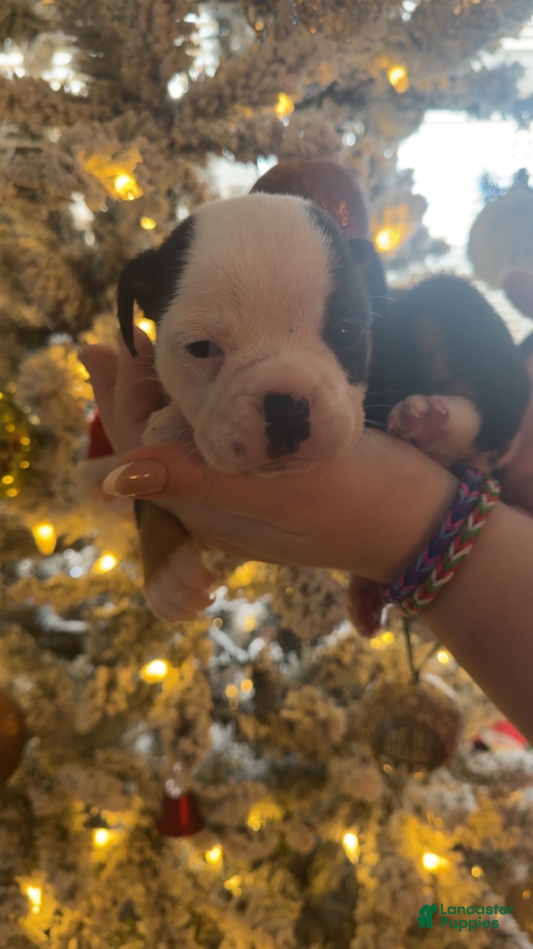 Olde English Bulldogge dogs for sale: Olde English Bulldogge Puppy 1 - Ad 4