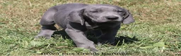 Great Dane dogs for sale: Sapphire - Ad 3