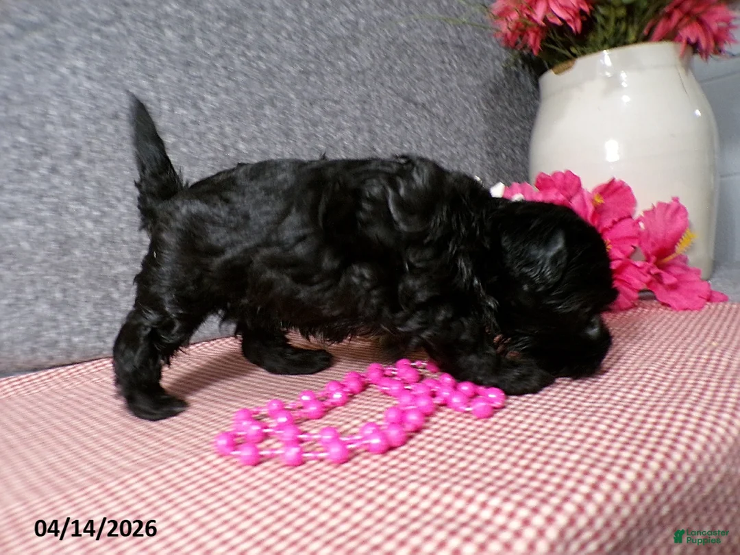 Havapoo dogs for sale: Buttons - Ad 5