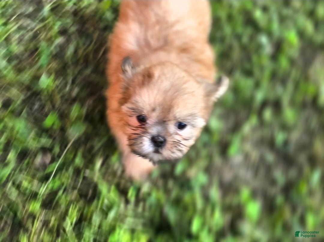 Shih Tzu dogs Dopey - Ad 1