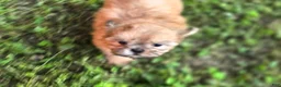 Shih Tzu dogs for sale: Dopey - Ad 1