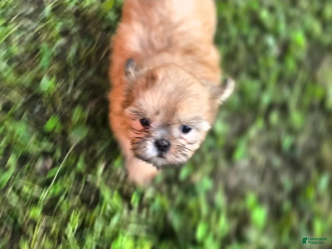 Shih Tzu dogs for sale: Dopey - Ad 1