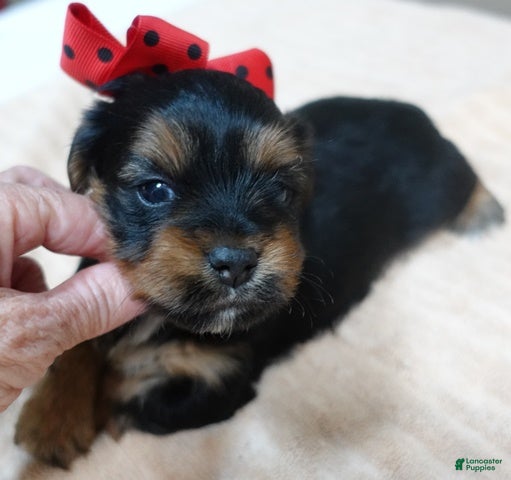 Yorkshire Terrier dogs Peyton - Ad 29