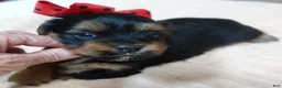 Yorkshire Terrier dogs for sale: Peyton - Ad 1