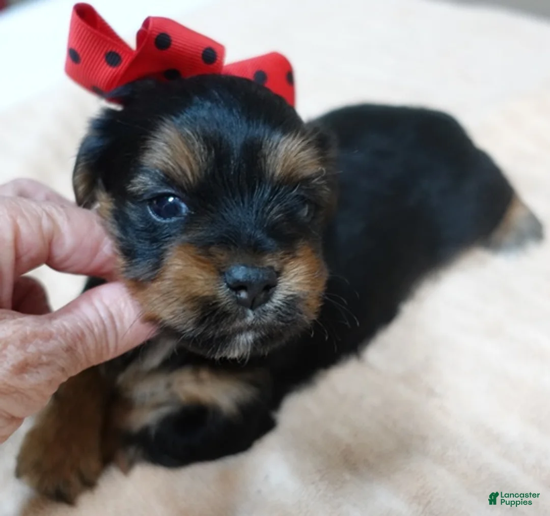 Yorkshire Terrier dogs for sale: Peyton - Ad 1