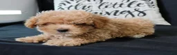 Maltipoo dogs for sale: Max - Ad 8