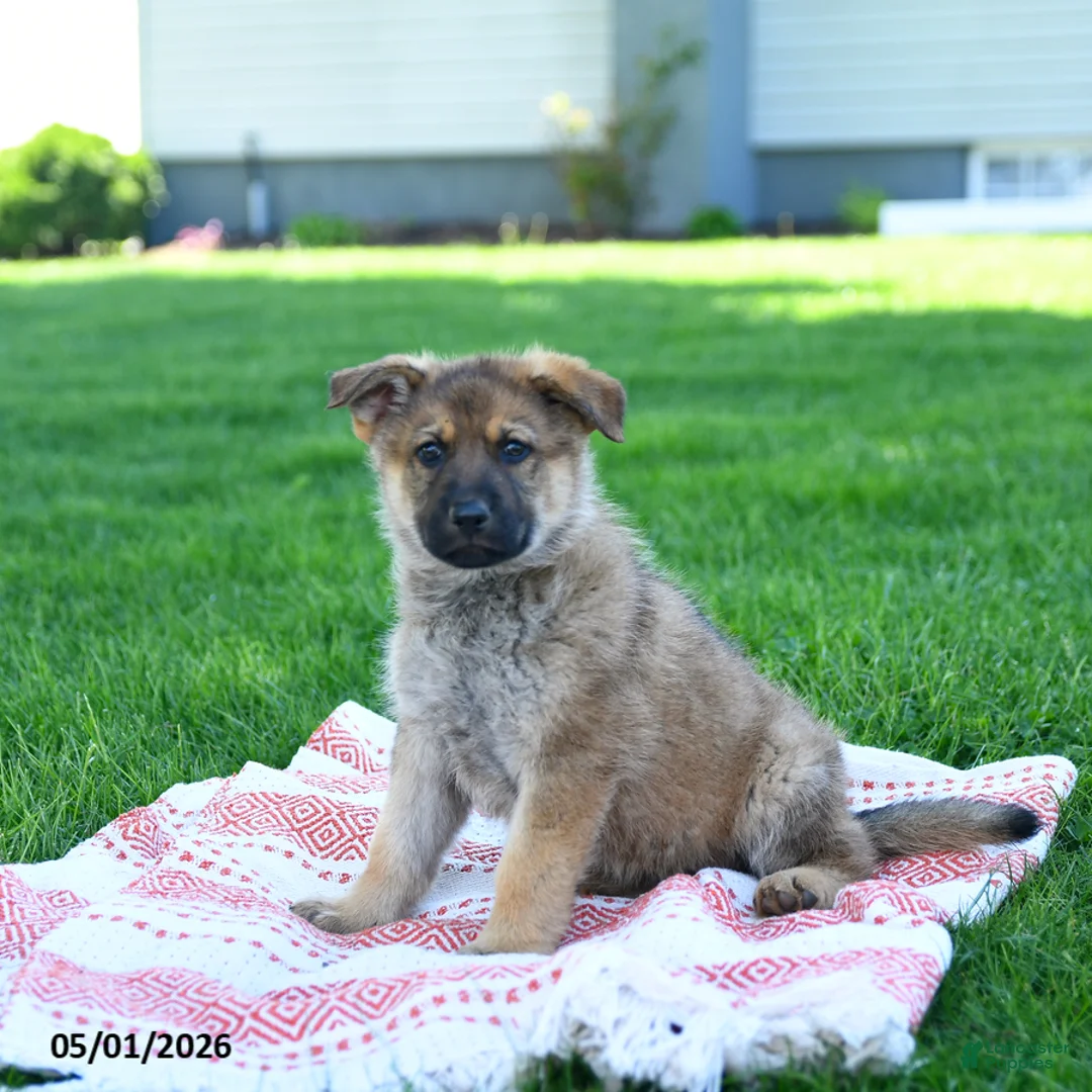 German Shepherd dogs for sale: Callie - Ad 1