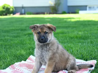 German Shepherd dogs for sale: Callie - Ad 4