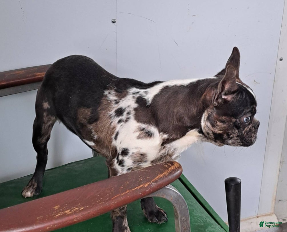 Frenchton dogs Domino (Frenchton)  - Ad 2