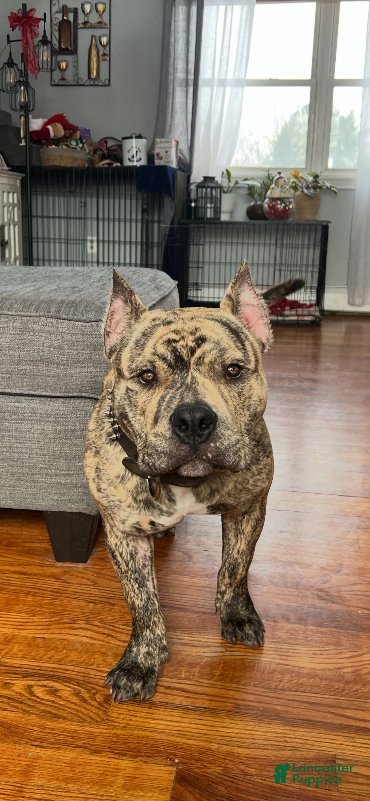 American Bully dogs American Bully Puppy 1 - Ad 22