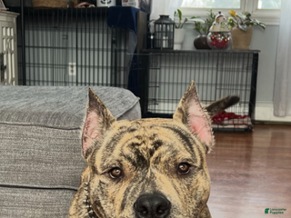 American Bully dogs American Bully Puppy 1 - Ad 22