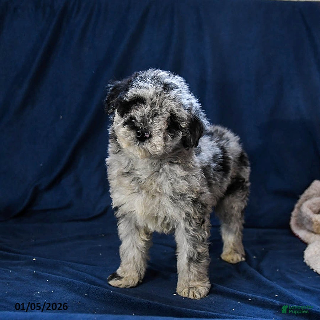 Miniature Poodle dogs for sale: Bailey - Ad 2