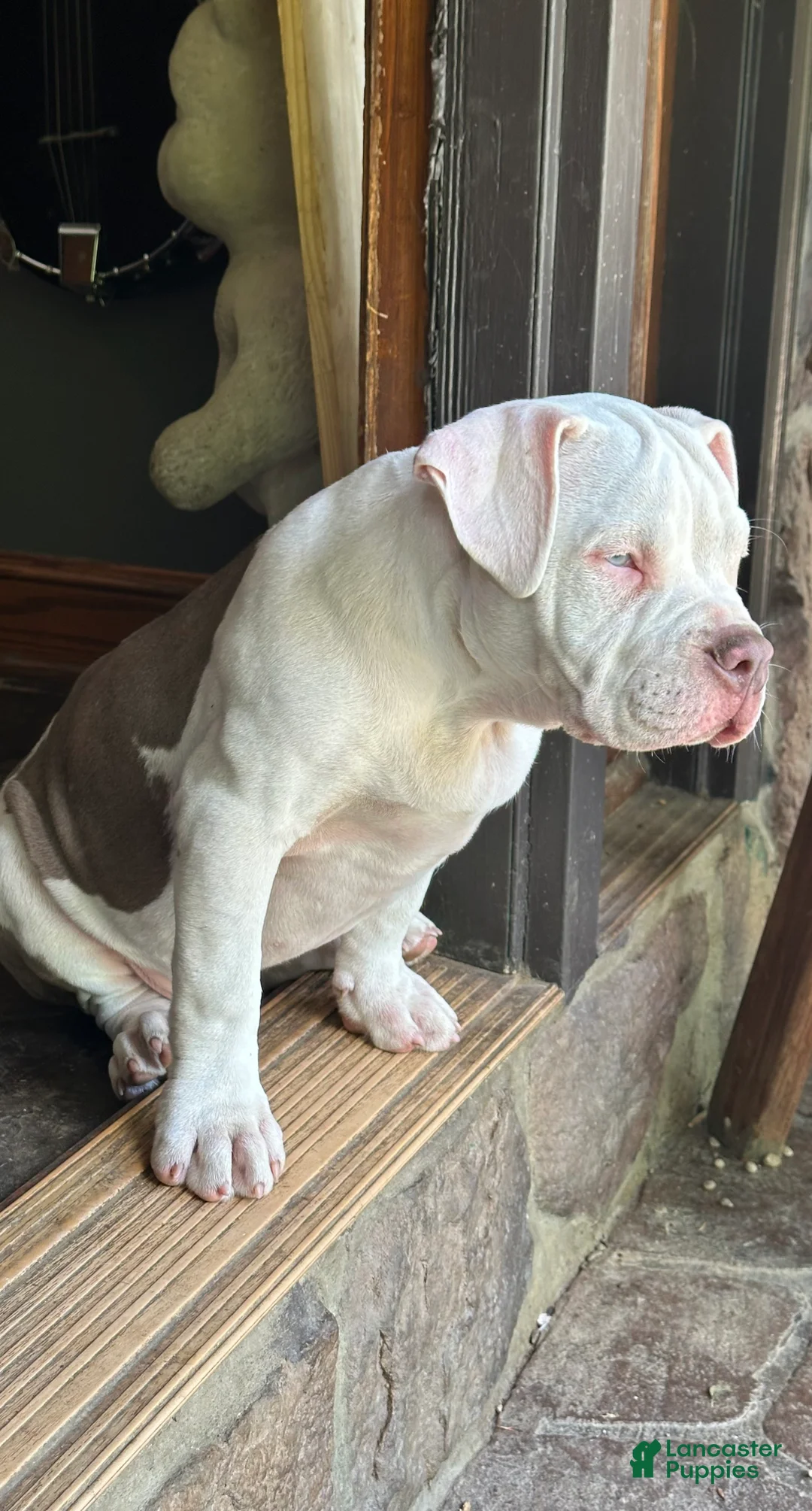 American Bulldog dogs for sale: American Bulldog 1 - Ad 2
