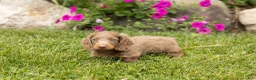 Dachshund dogs for sale: Heidi  - Ad 4