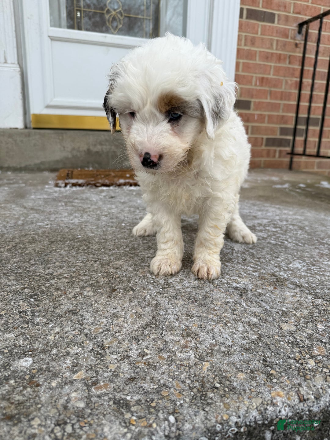 Mini Aussiedoodle dogs for sale: Mini Aussiedoodle Puppy 1 - Ad 2