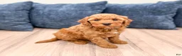 Mini Goldendoodle dogs for sale: Megan - Ad 8