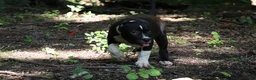 American Bully dogs for sale: Jet - Ad 13