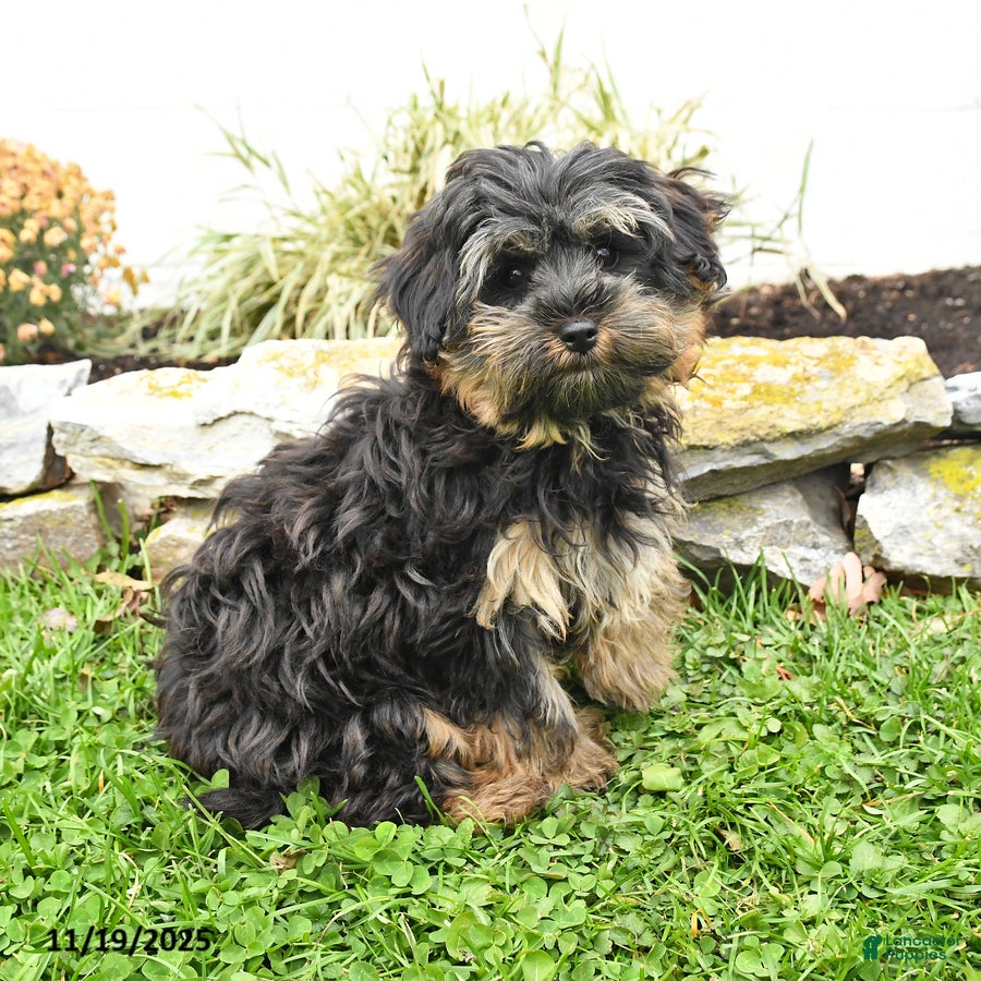Yorkiepoo dogs Yola - Ad 22