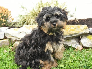 Yorkiepoo dogs Yola - Ad 22