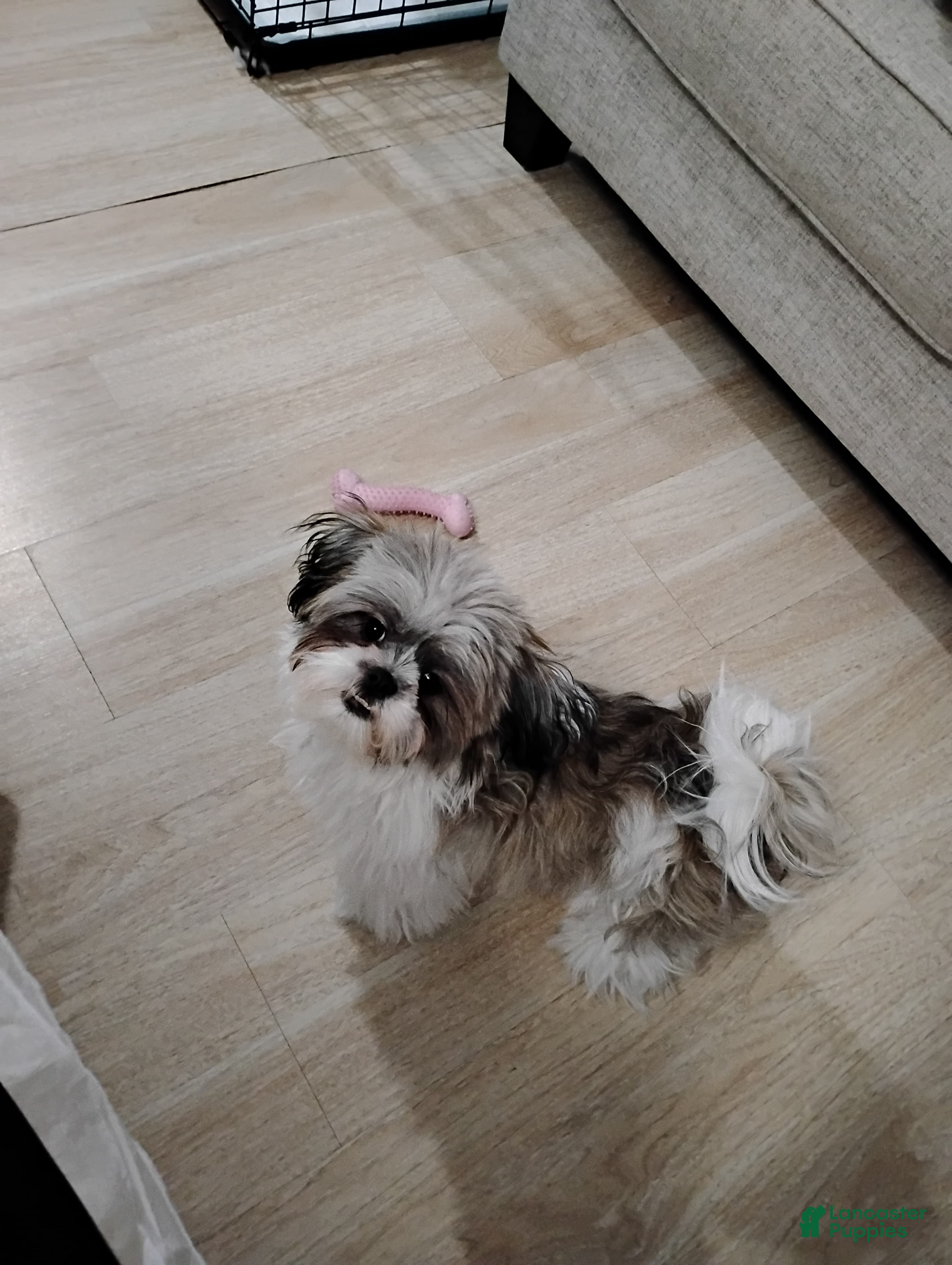 Shih Tzu dogs Shih Tzu Puppy 1 - Ad 32