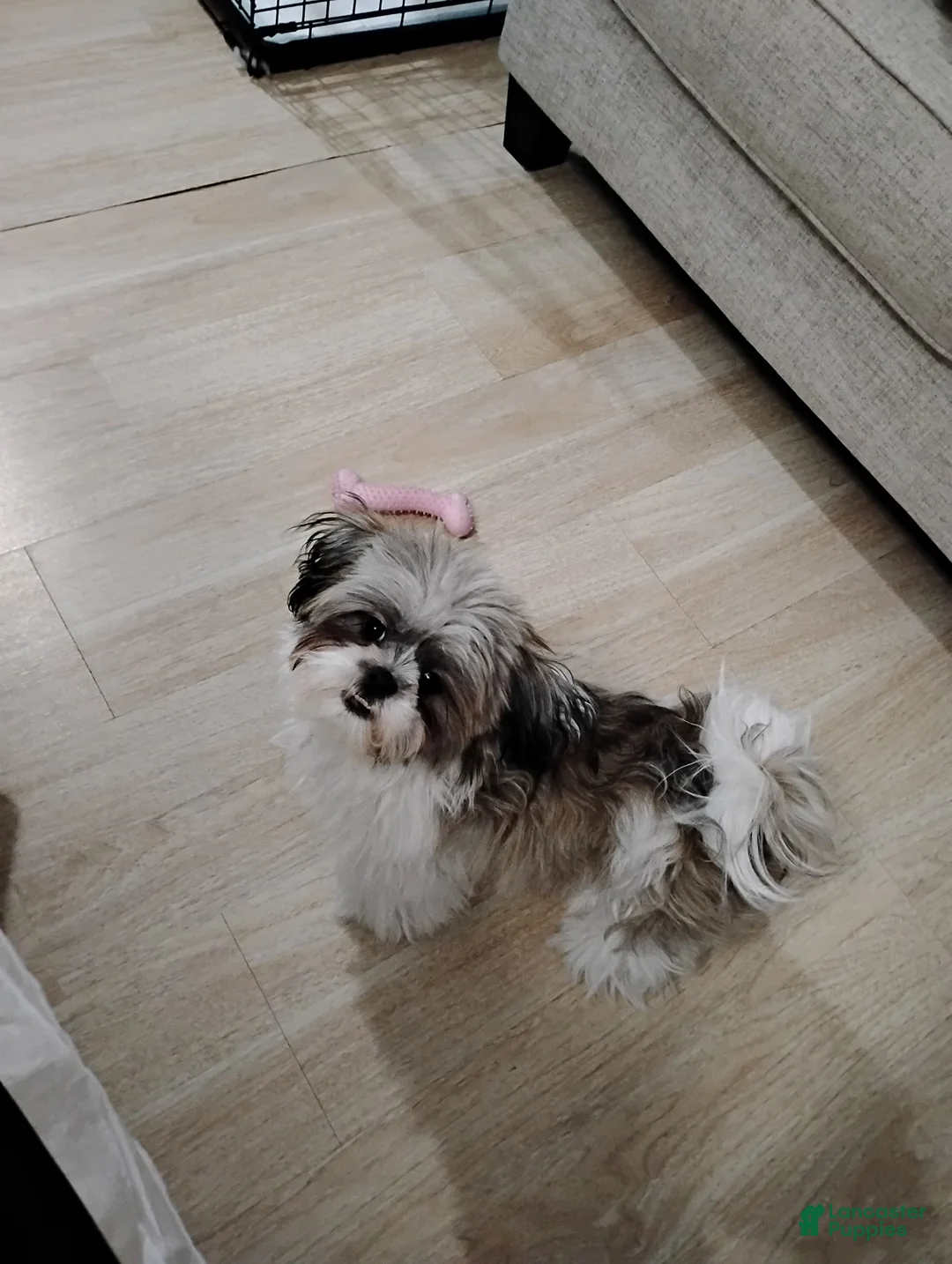 Shih Tzu dogs for sale: Shih Tzu Puppy 1 - Ad 1