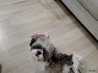 Shih Tzu dogs Shih Tzu Puppy 1 - Ad 32