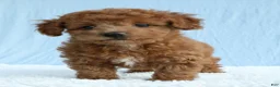 Toy Poodle dogs for sale: Waffles 🧇  - Ad 11