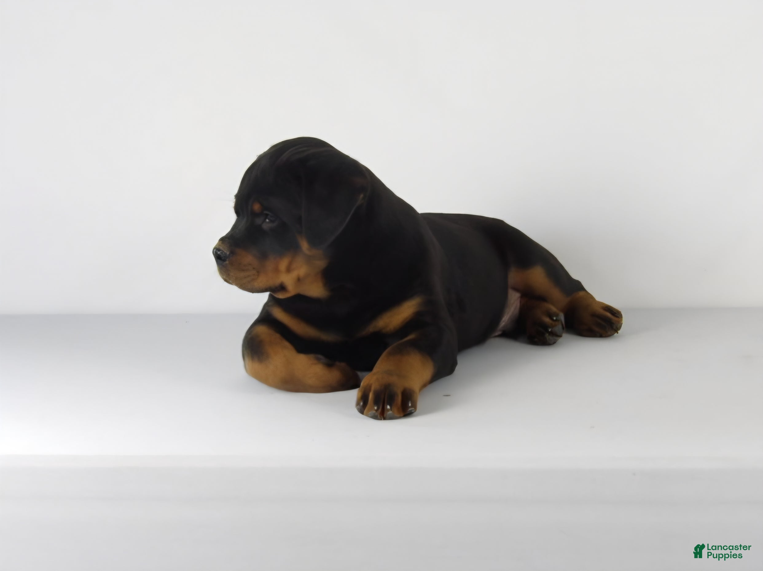 Rottweiler dogs Rottweiler Puppy 3 - Ad 2