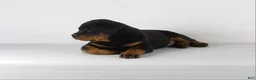 Rottweiler dogs for sale: Rottweiler Puppy 3 - Ad 2
