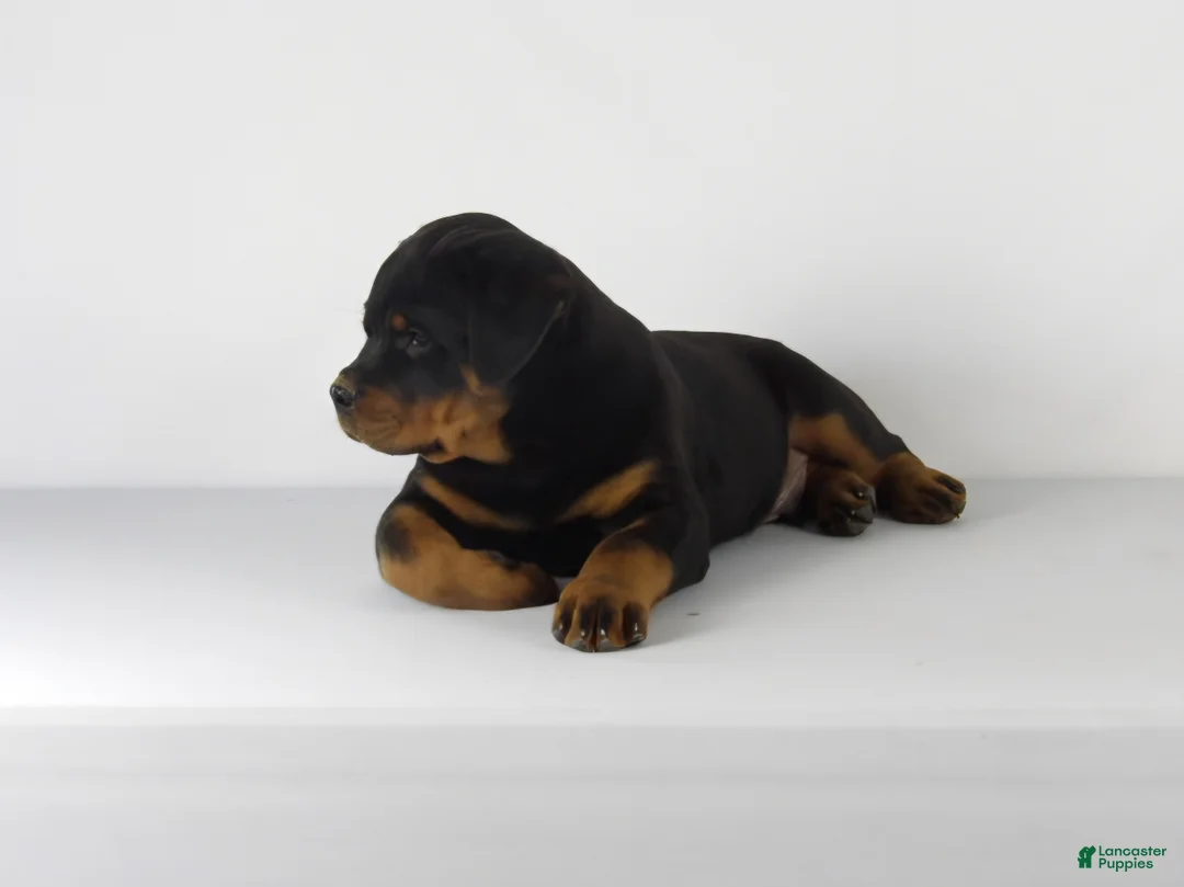 Rottweiler dogs for sale: Rottweiler Puppy 3 - Ad 2