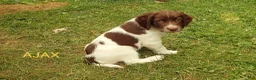 English Springer Spaniel dogs for sale: Titan - Ad 8