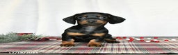 Miniature Dachshund dogs for sale: Sage - Ad 5