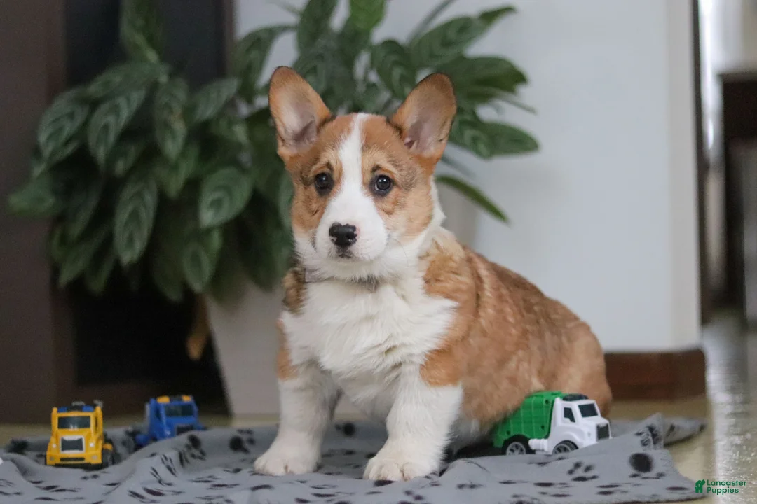 Welsh Corgi Pembroke dogs for sale: Jack - Ad 7