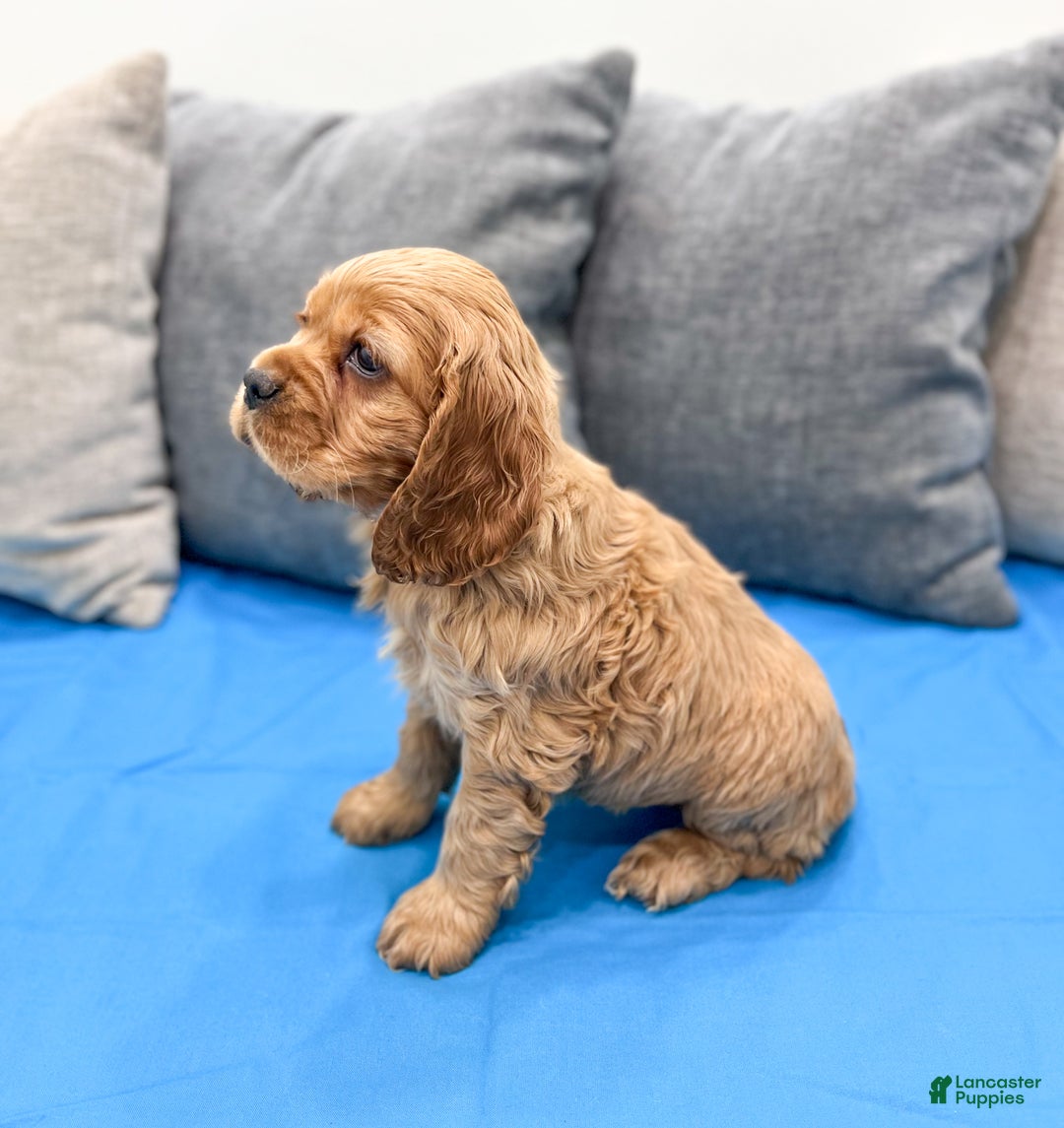 Cocker Spaniel dogs for sale: Hazel - Ad 4