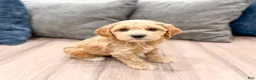 Cockapoo dogs for sale: Rainey - Ad 3